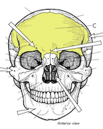 Skull Frontal Bone